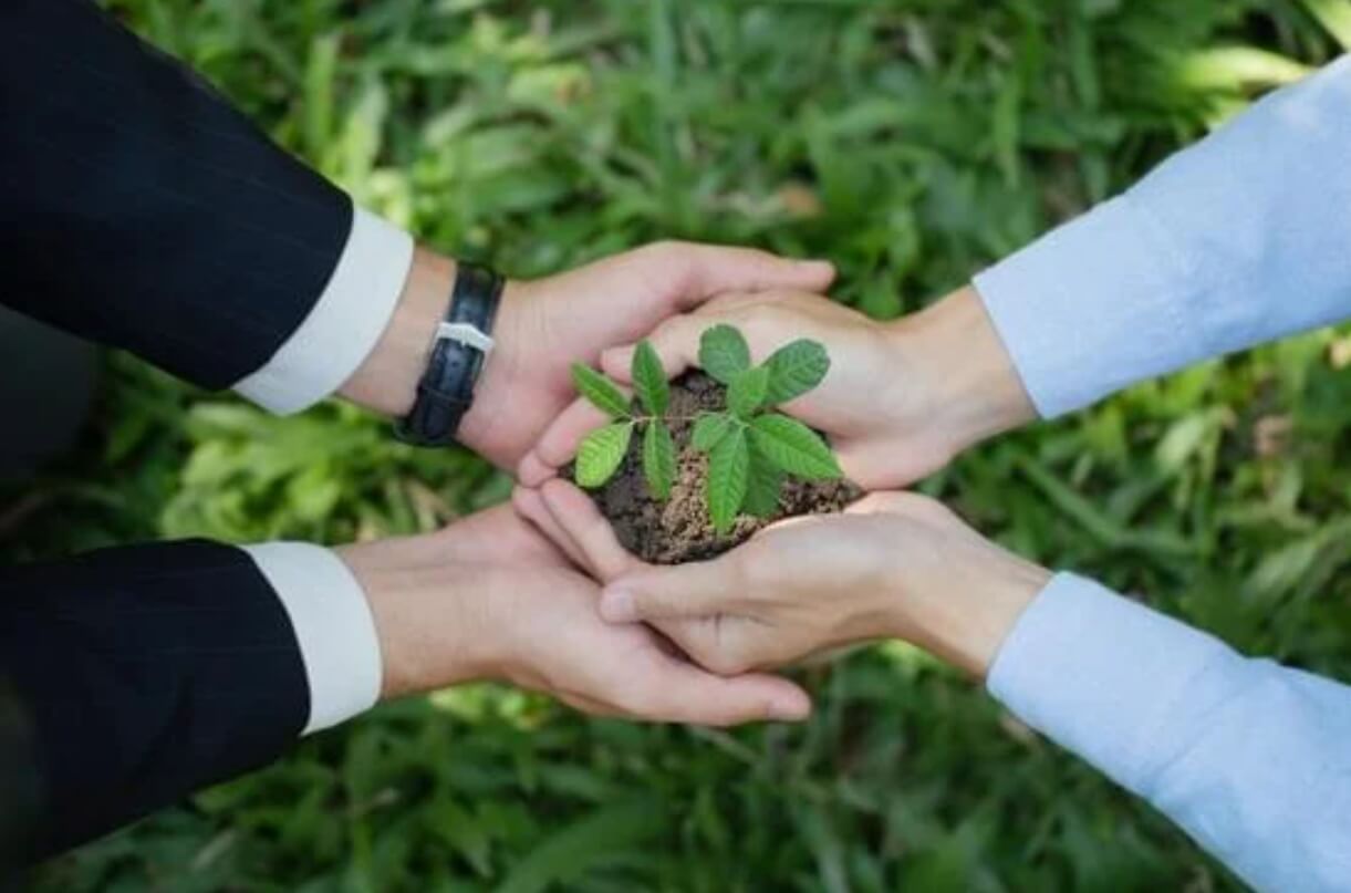 Hands holding a small green plant in the palm.